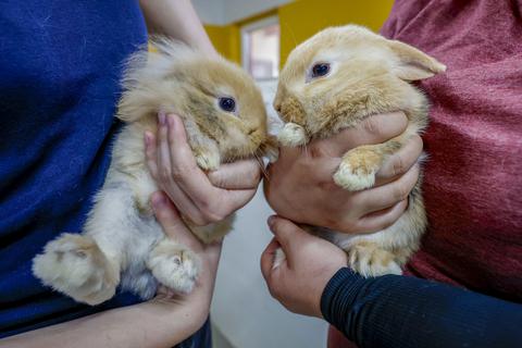 g viele Neuzugänge gab es im Mainzer Tierheim bei den Kaninchen – laut den Mitarbeitern gab es hier vermehrt Fundtiere.                  Foto: Harald Kaster