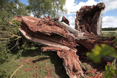 In Trümmer gefallen ist am Sonntag die 400 Jahre alte Momarter Eiche. Sie gehörte über Jahrzehnte zu den eindrucksvollsten Naturdenkmalen im Odenwaldkreis. Foto: Guido Schiek  