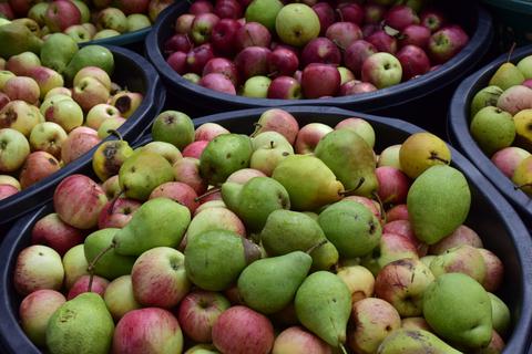Äpfel sind die heimlichen Stars beim Kelterfest in Brensbach. Archivfoto: dpa