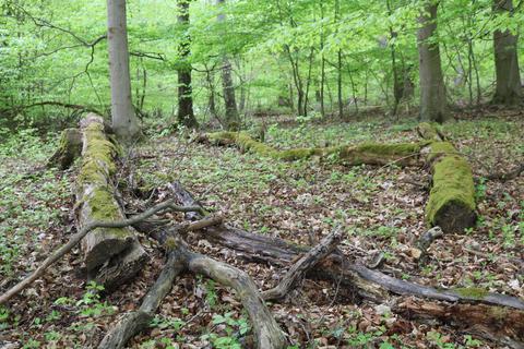 Ein ökologisch hochwertiger Teil des Brensbacher Gemeindewalds soll wirtschaftlich nicht mehr genutzt werden und stattdessen der Förderung der Waldlebensgemeinschaften dienen. Foto: Kirsten Sundermann