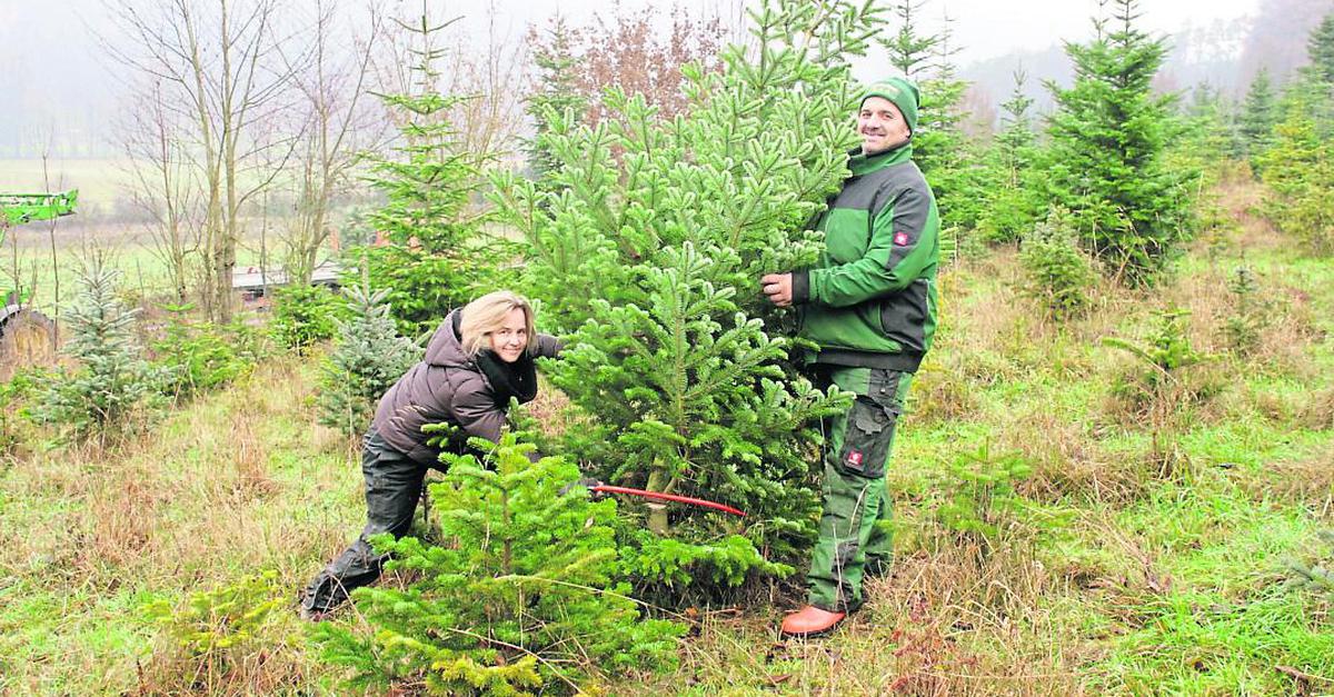 Den Christbaum im Odenwald selber schlagen