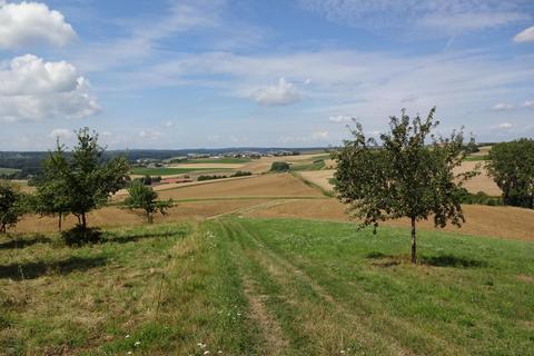 Damit der Erhalt der Streuobstwiesen im Odenwald wie hier bei Brensbach gesichert ist, werden auch in diesem Jahr wieder zahlreiche Sorten an Obstbäumen abgegeben. Kreisverwaltung