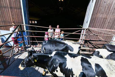 Es gibt viel zu sehen, zu erleben und über einen Bauernhof zu lernen. Fasziniert schauen die Jüngsten neben ihren Eltern, wie Kühe vom Stall auf die Weide gebracht werden – eine Szene vom Hoschbachhof in Ober-Mossau. Foto: Dirk Zengel