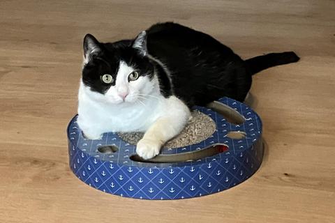 Kater Peter braucht etwas Zeit. Foto: Tierschutzinitiative Odenwald