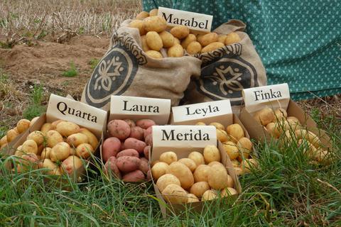 Ab dem 16. September dreht sich bei den Odenwälder Kartoffelwochen wieder alles um die tolle Knolle und ihre verschiedenen Sorten.
