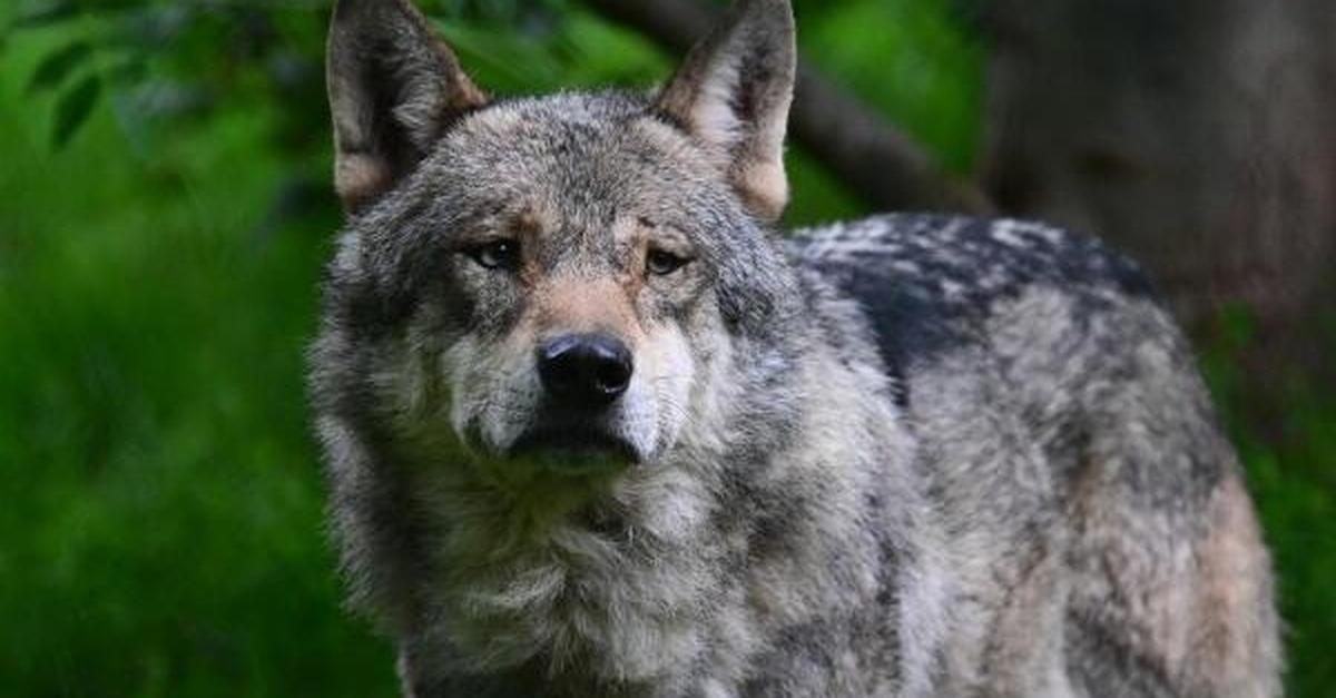 Wolf hat im Kreis Miltenberg Schafe und eine Ziege gerissen