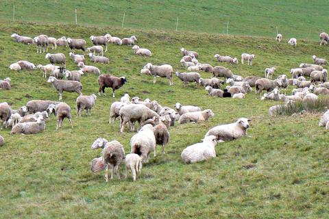 Schafhalter sehen eine zunehmende Gefährdung ihrer Tiere durch Wölfe. Foto: Hans-Dieter Schmidt