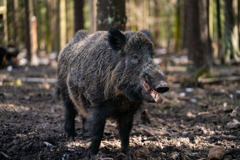 Im Odenwald kommt es immer wieder zu Begegnungen mit Wildschweinen.