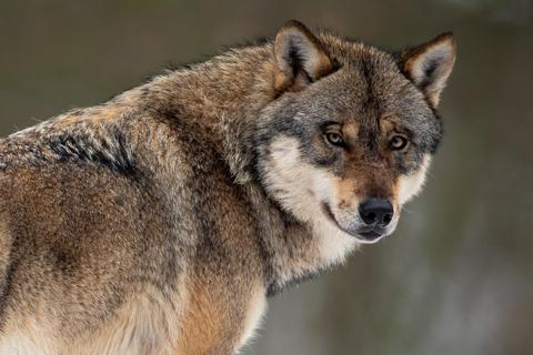 Ein Wolf hat bei Kirchzell im bayerischen Odenwald eine Hirschkuh gerissen. Der genetische Nachweis belegt außerdem, dass der Beutegreifer aus der Alpenpopulation stammt. Foto: dpa