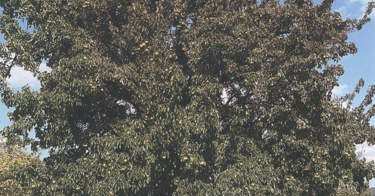 Die Saubirne im Odenwald ließ früher sogar Schweine torkeln