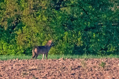 Ein Wolf wurde im Odenwald gesichtet. Foto: Mark Kristel 