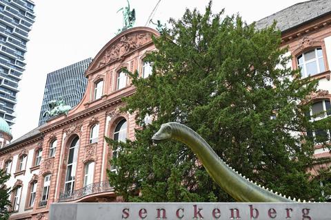 Ein rekonstruierter Langhals-Dinosaurier steht als Wahrzeichen vor dem Senckenberg-Museum.