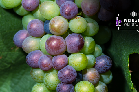 Jede Menge Trauben hängen an einer Weinrebe.  Foto: dpa - Andreas Arnold