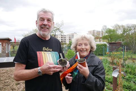 Dieter und Ute Haufe bauen in ihrem Schrebergarten viel Gemüse an. Noch sind die Tomaten nicht pflanzbereit. 