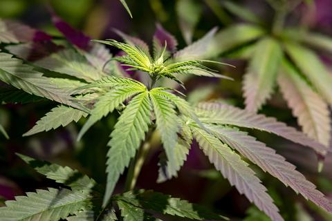 Die Ampel-Koalition plant eine Legalisierung von Cannabis. Diese Entscheidung stößt auf Kritik.
