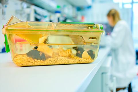 Ein geschlossener Behälter mit Mäusen steht in einem Labor des Deutschen Krebsforschungszentrums (DKFZ) vor einer Mitarbeiterin auf einem Tisch. Foto: Uwe Anspach/dpa 