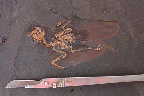 Das Fossil einer bisher unbekannten Vogelart wurde bei Grabungsarbeiten in der Grube Messel gefunden. Foto: dpa