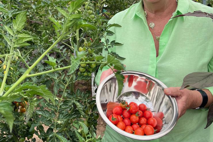 Oma Ute: Karamellisierte Tomaten auf Zucchini-Carpaccio