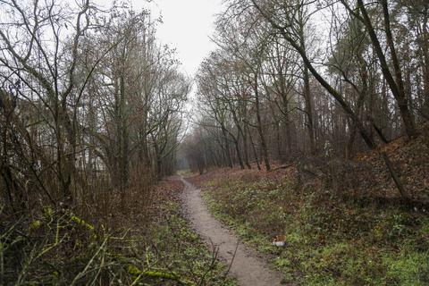 Eine Spaziergängerin hat am Sonntagnachmittag in einem Waldgebiet bei Darmstadt-Eberstadt einen skelettierten menschlichen Arm gefunden. Foto: Guido Schiek