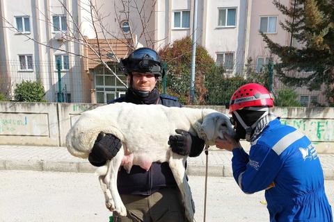 Michael Sehr bei der Rettung einer Hundemutter im türkischen Erdbebengebiet. © Berufstierrettung Rhein Neckar