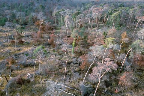 Eine Drohnen-Aufnahme zeigt das Ausmaß der Schäden in Rheinhessens-Wäldern Foto: Tim Würz