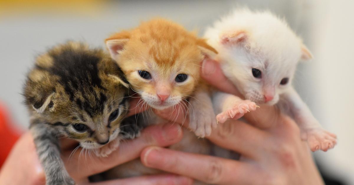 What regulations apply to cats (and cat owners) in the Bergstraße district