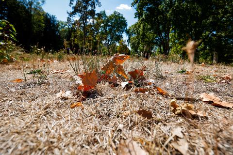 Die extreme Trockenheit des Sommers 2022 hinterlässt ihre Spuren in der Region, etwa im Darmstädter Herrngarten.     Foto: Guido Schiek