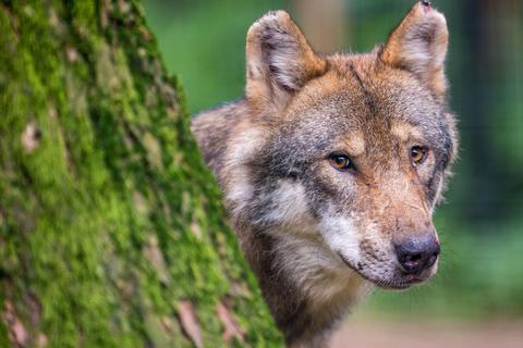 Im vergangenen Jahr gab es nur wenige Lebenszeichen von Wölfen in Südhessen. Foto: dpa