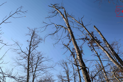 Der Darmstädter Westwald ist in einem desolaten Zustand. Zwei Drittel aller Bäume sind demnach deutlich geschädigt; darunter sind 15 Prozent mit starken Schäden und weitere 14 Prozent, die bereits abgestorben sind.  Foto: Guido Schiek / VRM Bild