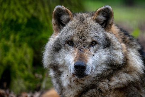 In der Nähe von Hannover ist ein Wolf getötet und zerstückelt worden (Symbolbild).