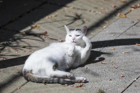 Der Landestierschutzverband Hessen fördert die Kastration wild lebender Katzen in Südhessen. Archivfoto: Guido Schiek