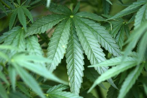 Eine Cannabis-Pflanze. Symbolfoto: dpa