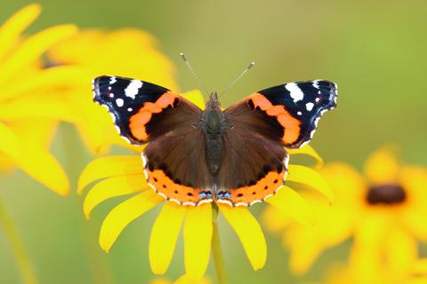Was treibt ein Tagfalter? Laien sollen es herausfinden. Foto: stock.adobe