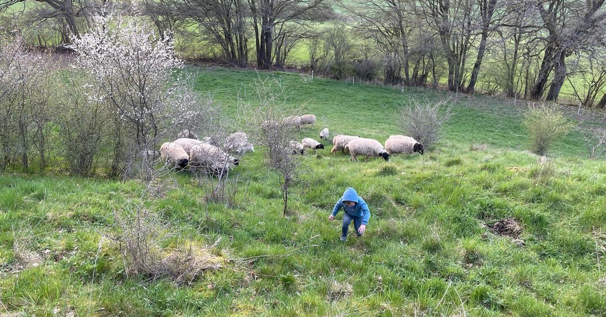 Wolfsverdacht in Gemünden: Sechs tote Schafe