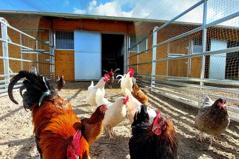 Zahlreiche Hühner sind in der jüngeren Vergangenheit vom Veterinäramt ans Heppenheimer Tierheim übergeben worden. Untergebracht wurden sie zumeist im 2020 errichteten Pferdestall. Foto: Tierschutzverein Heppenheim