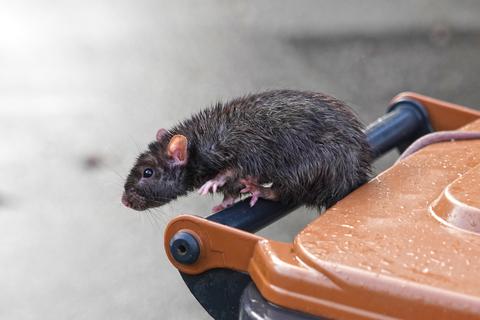 Eine Ratte sitzt auf einer Mülltonne. 