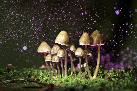 Früher waren psychedelische Pilze, sogenannte Magic Mushrooms, eher schlecht beleumundet. Heute werden sie in der Therapie eingesetzt.  Fotos: Adobe Stock/kichigin19, Joachim Gern