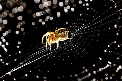 Das Netz einer Spinne ist ein kleines Kunstwerk. Zugleich dient es dem Tier dazu,  Beute zu fangen. Fotos: Imago/Cavan Images                                                Das Netz einer Spinne ist ein kleines Kunstwerk. Zugleich dient es dem Tier dazu,  Beute zu fangen.                                     Fotos: Imago/Cavan Images