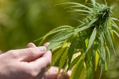 Der Weg zur Cannabis-Legalisierung: Maximal drei Pflanzen, höchstens 25 Gramm für den Eigenbedarf und Vereine zum gemeinschaftlichen Anbau von Gras.