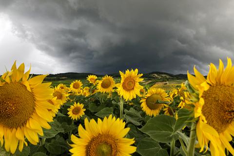 Gewitterwolken ziehen über ein Sonnenblumenfeld.  Symbolfoto: dpa
