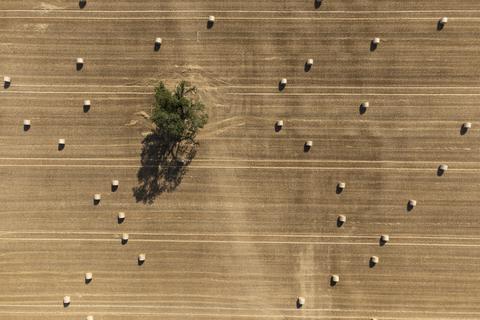Strohrollen liegen auf einem abgeernteten Getreidefeld, in dessen Mitte ein einzelner Baum steht. Foto: dpa
