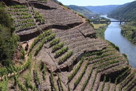 Auch Steillagen prägen die Weinlandschaft in Rheinland-Pfalz, wie hier an der Mosel. Foto: dpa