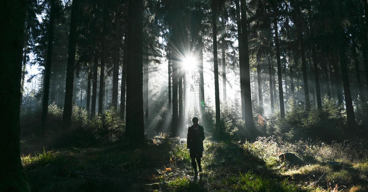 After the drought: Is there a danger for forest visitors between Ried and ...