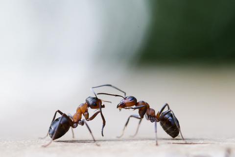 So vertreibt man Ameisen aus dem Haus