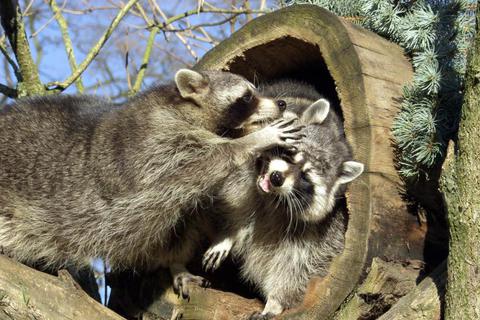 Zwei Waschb&auml;ren unter sich, aufgenommen im Tierpark der Fasanerie Gro&szlig;-Gerau.  &ensp;Foto: Ernst Selinger 