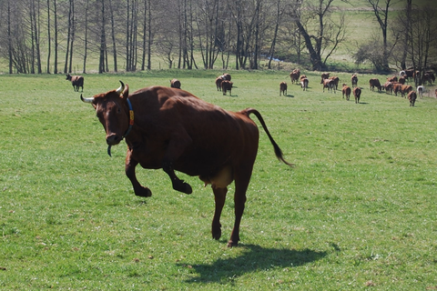 Kühe möchten gerne friedlich grasen. Und sie wollen dabei auch am liebsten in Ruhe gelassen werden. Foto: Hack