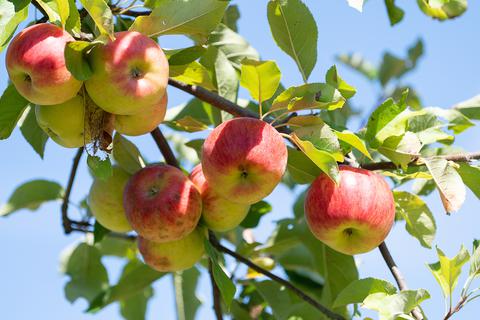 Äpfel hängen an einem Apfelbaum auf einer Streuobstwiese. Einer Schätzung des Verbands der deutschen Fruchtsaft-Industrie zufolge werden in diesem Jahr nur etwa 300 000 Tonnen Äpfel von Streuobstwiesen geerntet und zu Saft verpresst.